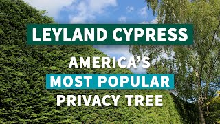 Leyland Cypress  Americas Most Popular Privacy Tree [upl. by Zapot]