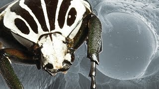 Ultimate Fighting Champion The Goliath Beetle  Earth Unplugged [upl. by Gleda]