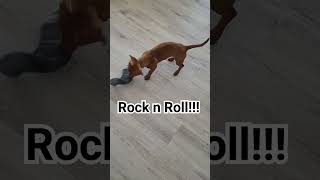 Rock n Roll Headbanging doxie  mini dachshund  Winston the Wiener dog 🐶 [upl. by Barber]