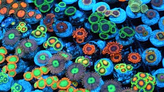 Zoanthid Identification  35 Different Types  CloseUp 4k Ultra HD [upl. by Wood]