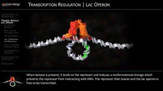 Lac Operon Regulation [upl. by Haceber]