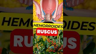 RUSCUS la Mejor PLANTA para Tratar tus HEMORROIDES [upl. by Gifford]