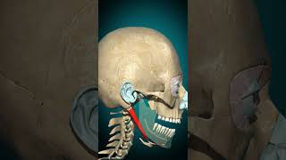 Digastric muscle action Mandible depression anatomy humanbiology muscle learnbiology [upl. by Ellierim]