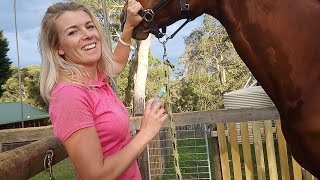 How to give a horse an oral syringe of liquid medication or other drench [upl. by Collete]