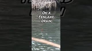 How to SPEED fish on a FENLAND drain shorts [upl. by Olpe133]