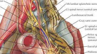 Pelvic Autonomic Nerves [upl. by Prior]