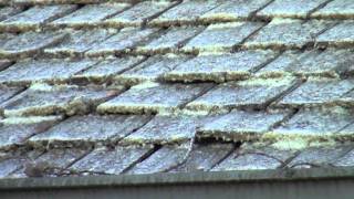 Cedar Roof Cleaning  Removing Lichen  Sullivan Roof Cleaning [upl. by Ytiak]