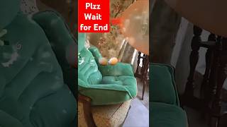 Amaira ka balloon foot Gaya 😱😂 shorts trending viralvideo amaira balloon cat funny comedy [upl. by Ahtrim830]