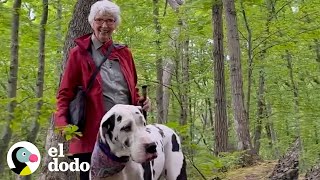 Gran danés encuentra una nueva abuela en su ruta que recorre todos las semanas  El Dodo [upl. by Gine]