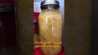 Sauerkraut update smelling good and sour like it should garden processing fermented food [upl. by Frantz]