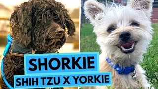 Shorkie  TOP 10 Interesting Facts  Shih Tzu x Yorkshire Terrier Cross [upl. by Currier]