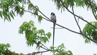 Pin Tailed Whydah [upl. by Asilehs]