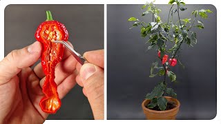 Ghost Pepper Timelapse 185 Days [upl. by Aika]