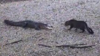 Now Whos The Scaredy Cat  Alligator vs Housecat [upl. by Mishaan]