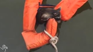 Baby Raccoon Lost At Sea Finds Boaters To Help Him [upl. by Burnaby]