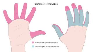 Digital Nerve Block Techniques [upl. by Surad541]