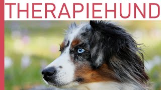 Therapiehund Australian Shepherd mit DownSyndrom Kind [upl. by Acillegna]