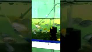 GOURAMIS ALL TYPES AVAILABLE viralvideo aquarium fishtank trending fishkeeping fishlover [upl. by Knah522]