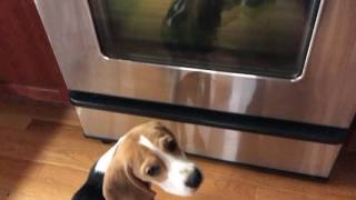 Puppy sees another beagle in the oven is concerned [upl. by Cappella]