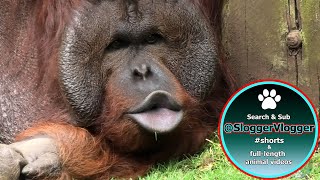 Listen to the Amazing Orangutan Vocalizations Kiss Squeaks Long Call And Grumbles [upl. by Ellinej543]