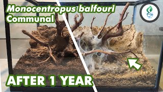 Monocentropus balfouri Communal UPDATE AFTER 1 YEAR [upl. by Noret]