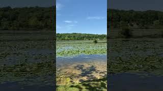 Marsh lake France Park IN Nativelady84 God Meditation Vlog Nature lover Beauty Water [upl. by Eelhsa]