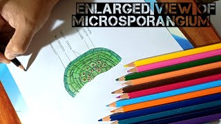 Drawing enlarged view of one microsporangium structure showing wall layers [upl. by Gaeta]