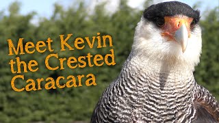 Meet The Birds  Kevin the Crested Caracara [upl. by Otha]