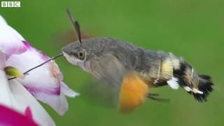 Hummingbird moths colonise UK BBC News [upl. by Glennie]