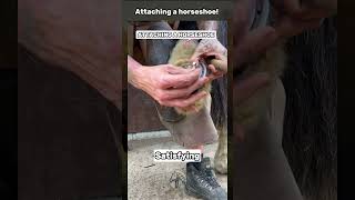 Attaching a horseshoe equinehealth horsecare cat rescue shorts horsecare wood [upl. by Leckie]