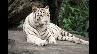 Top 10 Most Endangered Species in 2024 endangeredspecies animals viralvideo facts top10 [upl. by Aem]