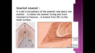 enamel structure [upl. by Ahsiled]