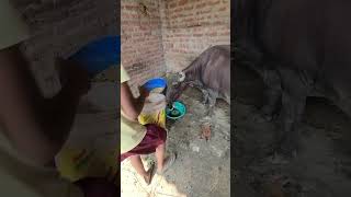 67 days pregnant goathow to check pregnancy sign for goat gabhin bakri ki pehchan kese karegoat [upl. by Delilah376]