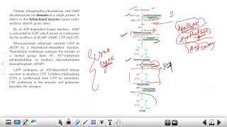 CSIR PYQs Biosynthesis of Pyrimidine Nucleotides  Inhibitors amp Regulation [upl. by Emmy]