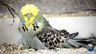 INTRODUCING to EXHIBITION BUDGIE WORLD Pperiquitos  perruches  Budgerigar  vogels [upl. by Ponton469]