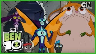 Ben 10  Top Stinkfly Moments Hindi  Cartoon Network [upl. by Iormina664]