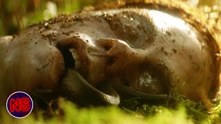 Skull Found In The Woods  Lake Placid  Now Scaring [upl. by Aletse]