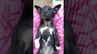 Katachi🐶 on✈️mode🤣😴 funny sleepydog dog comedy cute doglovers shortsvideo [upl. by Zat380]