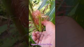 Organic Baby Corn Picking babycorn babycornfarming corn cornleaf cornlovers cornfarm corns [upl. by Ha]