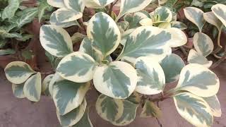 Variegated Peperomia and its care Mita Bishnoi Garden tips [upl. by Yrrap]