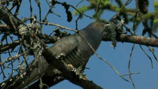 COMMON CUCKOOFinland [upl. by Norraj]