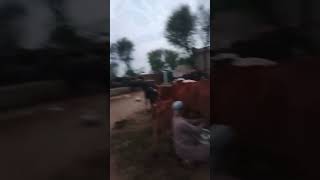 Cow short videos shortvideo minicow farming minicowshed cowcartoon shorts shortsviral cow [upl. by Itsa]