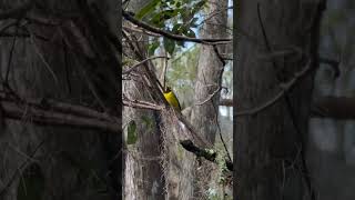 Hooded Warbler Showing Off birds birdphotography outdoors birdwatching [upl. by Alyn546]