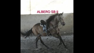 ALBERO SB II PRE Wallach gelding wwwandalusiercom [upl. by Cioban]