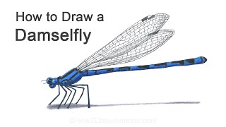 How to Draw a Damselfly [upl. by Enilarac766]