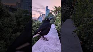 Left Eye the Currawong is the ultimate frequent flyerdrops by daily to say Gday [upl. by Terencio]