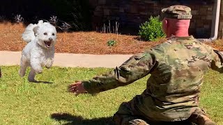 Heartwarming Dog Reunions with Their Owners Will Melt Even the Toughest Hearts [upl. by Keen]