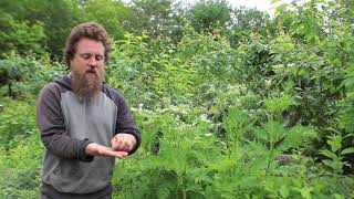 Edgewood Nursery Plant Profiles Sweet Cicely Myrrhis odorata [upl. by Ygief]