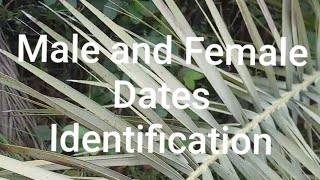 Part 18  Male and Female Dates Identification in my Farm house  Engineer Ka Bagh gardening [upl. by Orfinger]