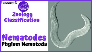 What are Nematodes  Phylum Nematoda [upl. by Hadeehuat]